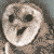 :iconinfernal-pume: