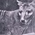 :iconinfinitythylacine: