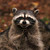 :iconinfosec: