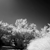 infraredphoto :iconinfraredphoto:
