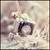 :iconinga-lina: