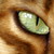 :iconingelammers: