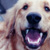 :iconingenue1: