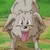 :iconinguyen95: