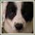 :iconinkcollie: