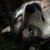 :iconinkheart-v: