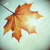 :iconinkinautumn: