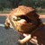 :iconinklens:
