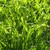 :iconinmygreenworld: