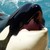 :iconinna-killerwhale: