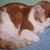 :iconinner-novelist: