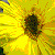 :iconinner-solitude: