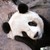 :iconinnocentpanda: