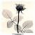 :iconinnocentwhiteroses: