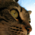 :iconinnoko: