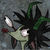 :iconinsanefreakxx:
