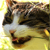 :iconinsanelittlehelper:
