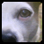 :iconinsanevegi: