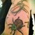 :iconinsectasean: