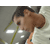 :iconinsein:
