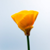 :iconinsideaglassbox: