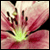 :iconinsideofthemagnolia: