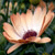 :iconinsightphotography: