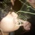 :iconintan1122: