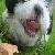 :iconintearsforyou: