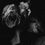 :iconintehlight: