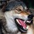 :iconintension501: