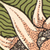 :iconintercellular: