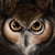 :iconinteruwolf: