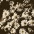 :iconintotheairwavesxx: