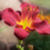 :iconintricate-simplicity: