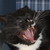 :iconinuyashagirl4ever: