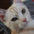 :iconinuyashaisawesome: