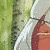 :iconinuyashalover90:
