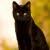:iconinvader-mara98: