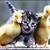 :iconinvaderbeastblade:
