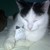 :iconinvadermegan123: