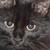 :iconinvisable-soul: