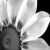 :iconinvisible-artist:
