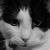 :iconioannou86: