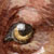 :iconiofrost: