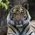 :iconiofthetiger: