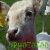 :iconiphotozoo: