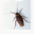 :iconipiskiller: