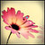 :iconircam: