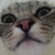 :iconiridescentbutterfly: